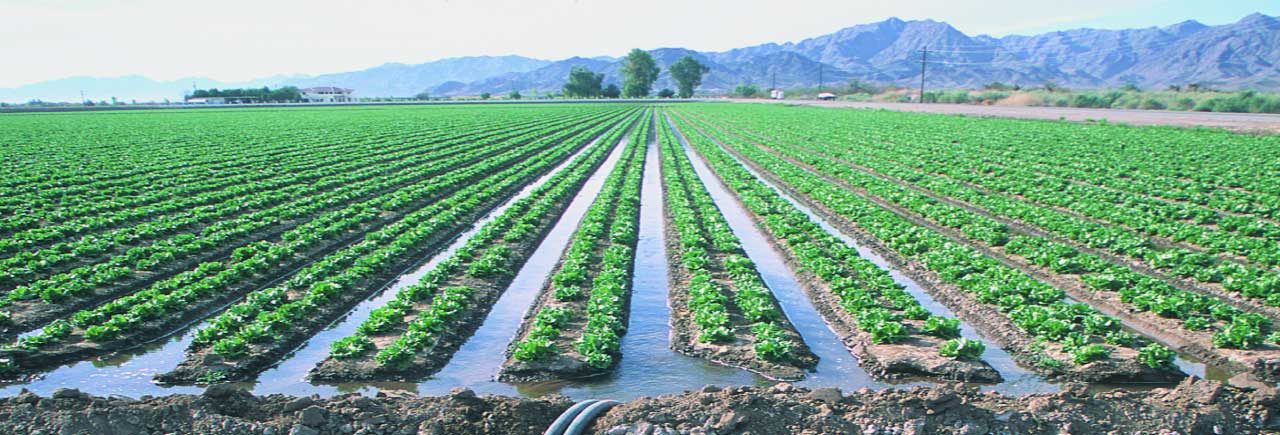 Agriculture & Irrigation